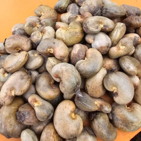 Buy Wholesale Bulk Raw Cashew Nut In Shells