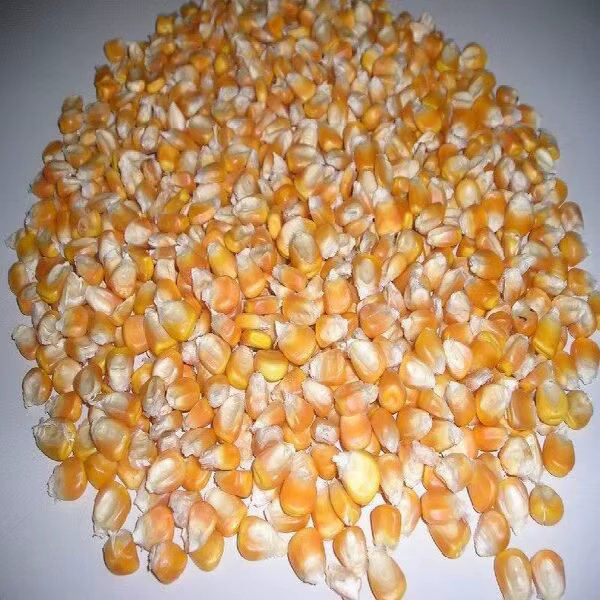 Buy Wholesale Bulk Non-Gmo Yellow Maize - Image 3