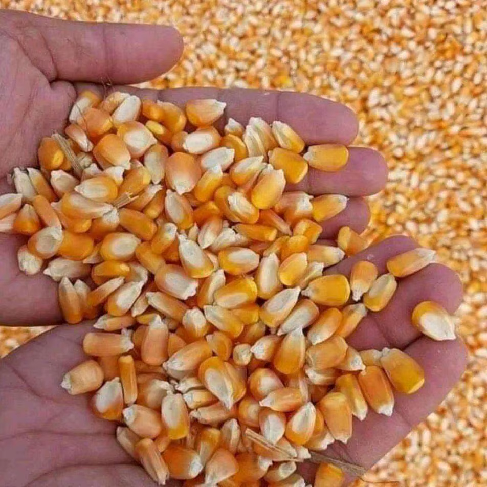 Buy Wholesale Bulk Non-Gmo Yellow Maize - Image 2